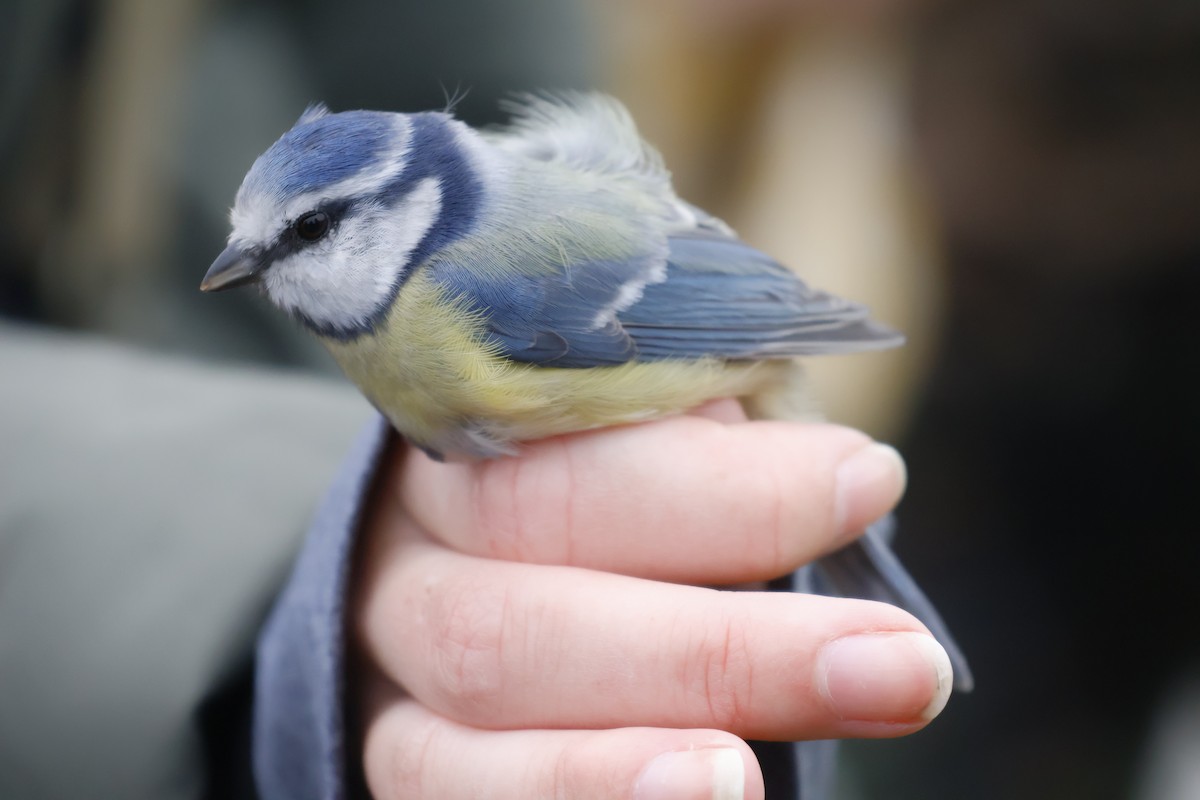 Eurasian Blue Tit - ML643534782