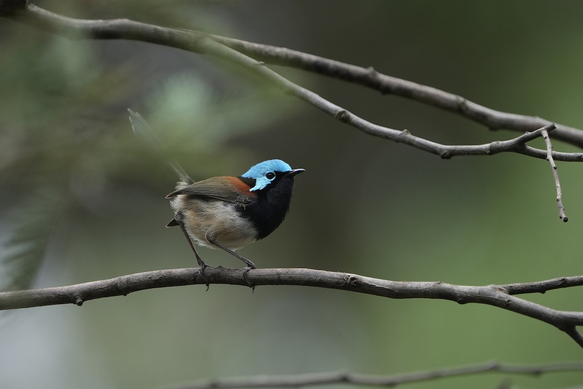 Red-winged Fairywren - ML643534783