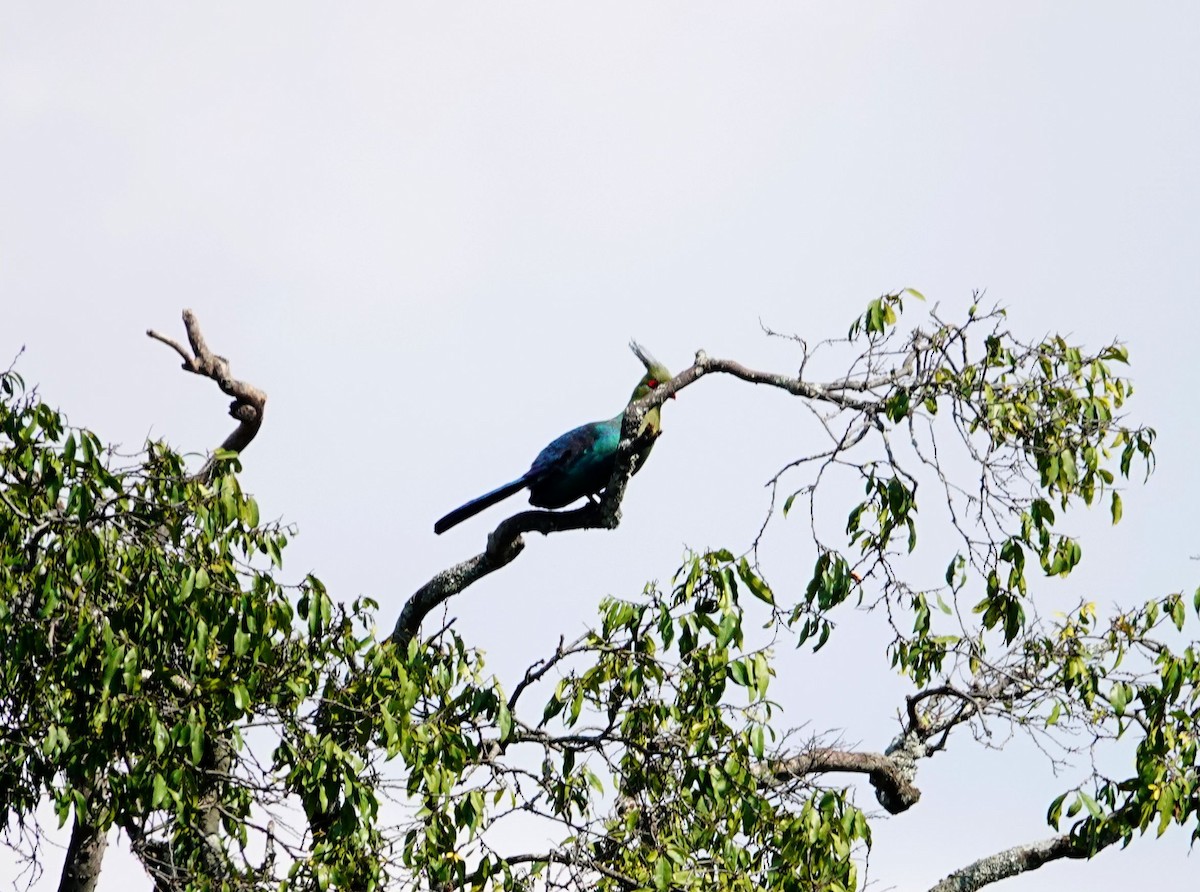 シャローエボシドリ - ML643534788