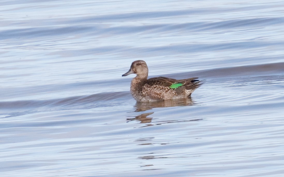 Green-winged Teal - ML643534792