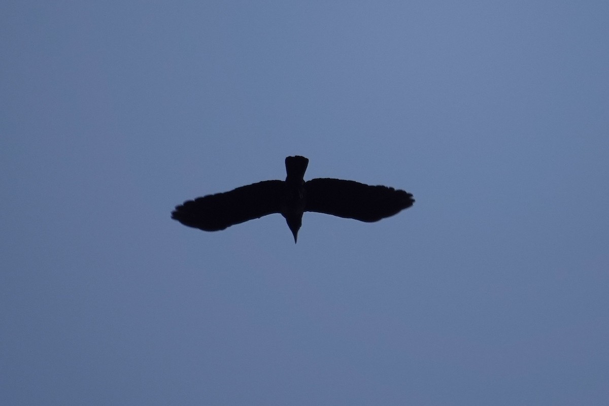 Sulawesi Crow - ML643534805