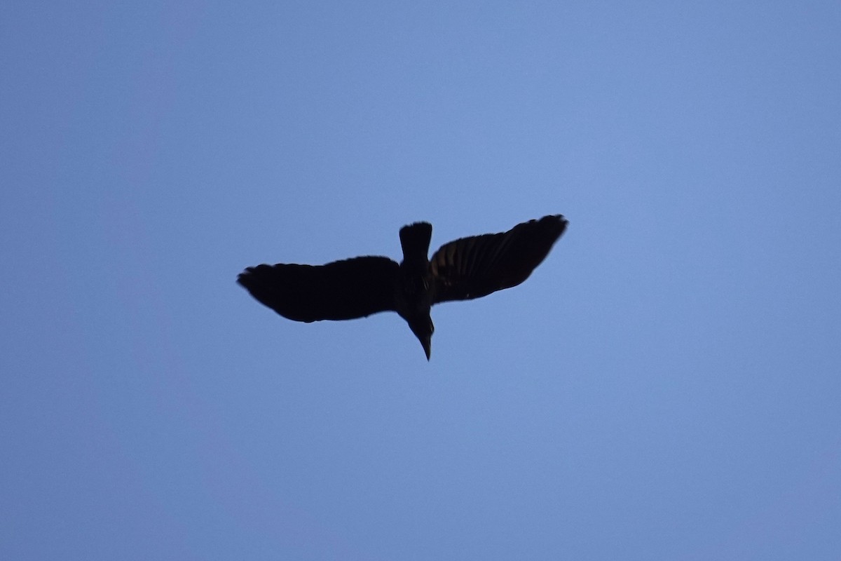 Sulawesi Crow - ML643534807