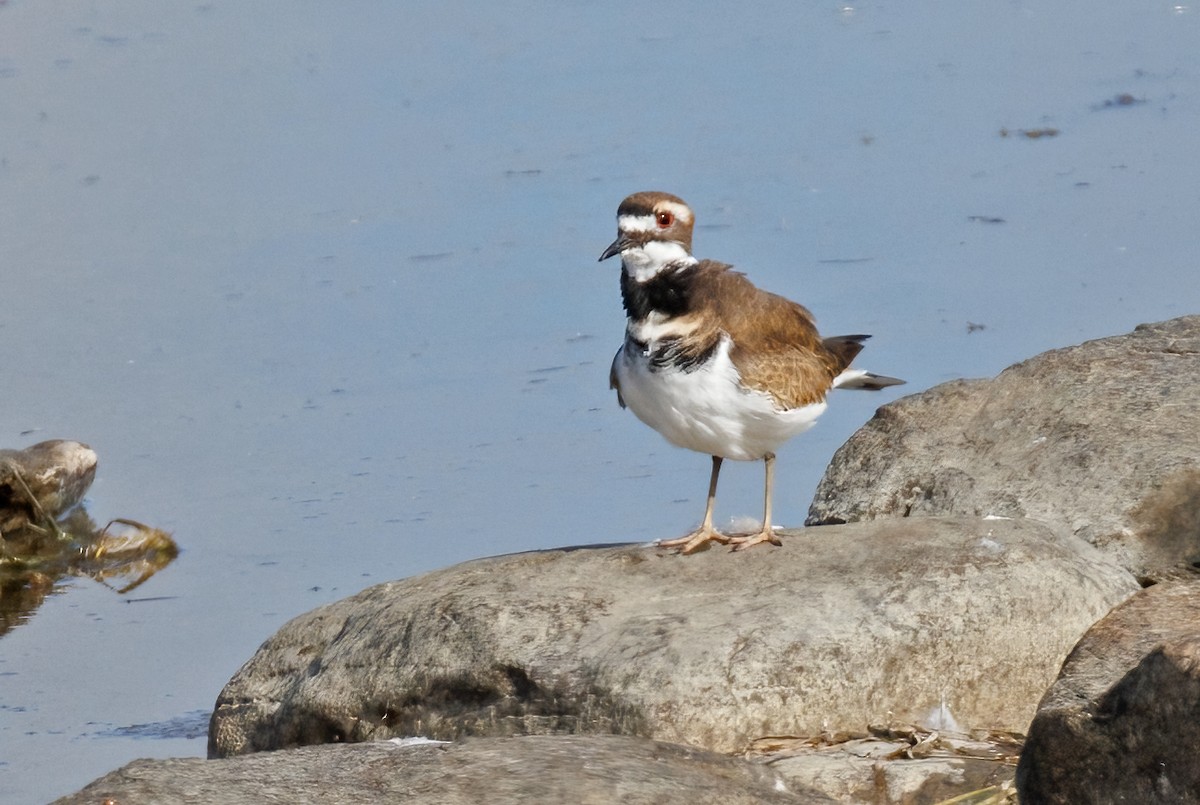 Killdeer - ML643534808