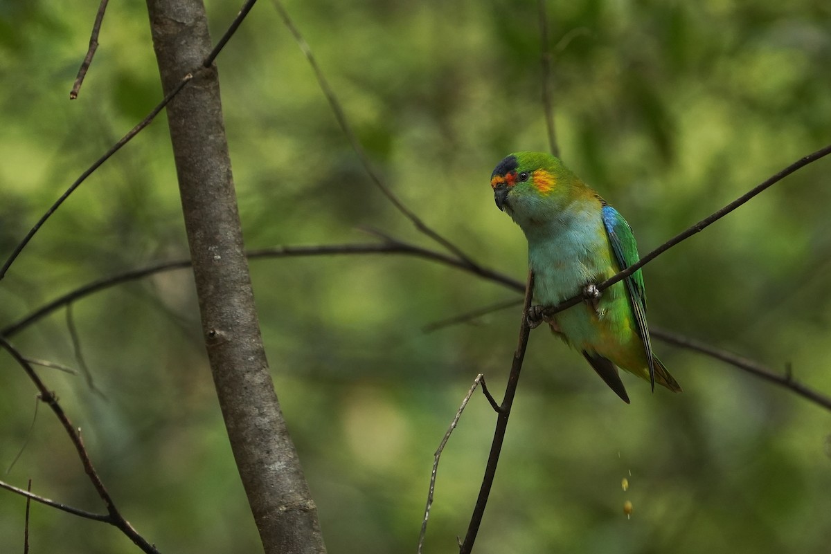 lori korunkový - ML643534810