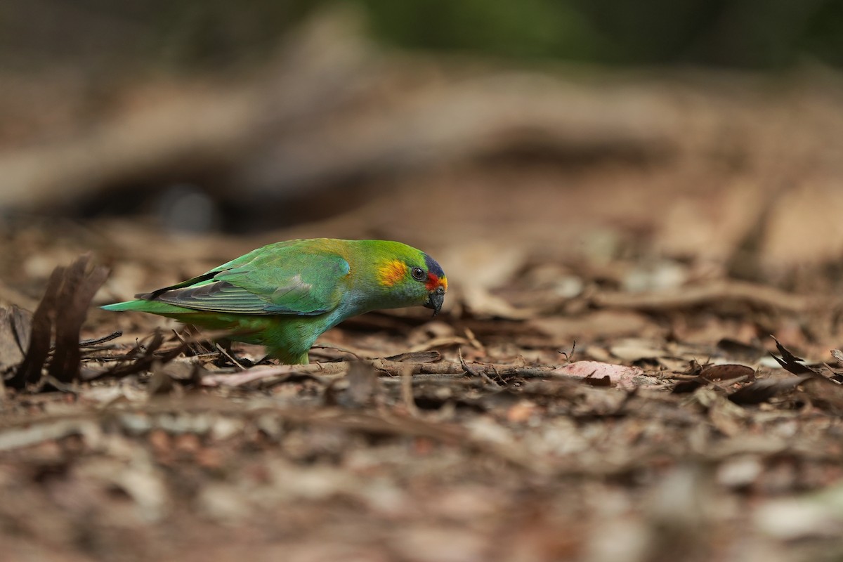 lori korunkový - ML643534811