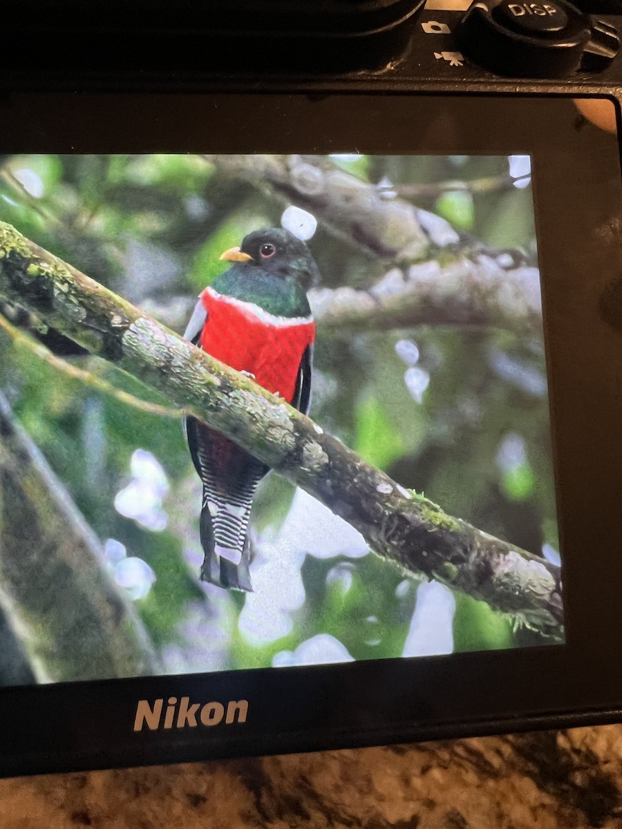 Ошейниковый трогон - ML643534812