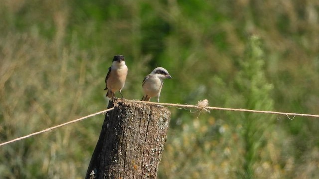 Lesser Gray Shrike - ML643534818