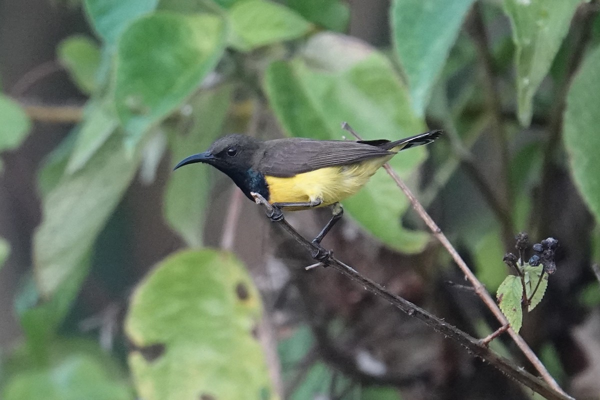 Tukangbesi Sunbird - ML643534823