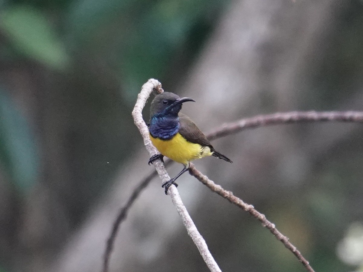 Tukangbesi Sunbird - ML643534824