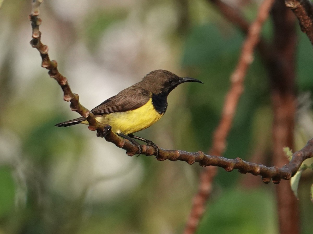 Tukangbesi Sunbird - ML643534825
