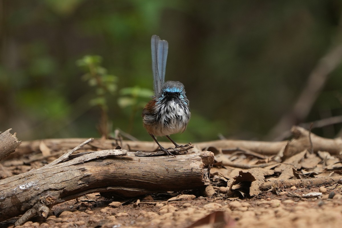 Red-winged Fairywren - ML643534826