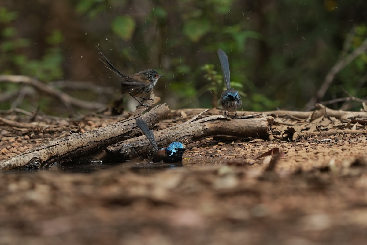 Red-winged Fairywren - ML643534827