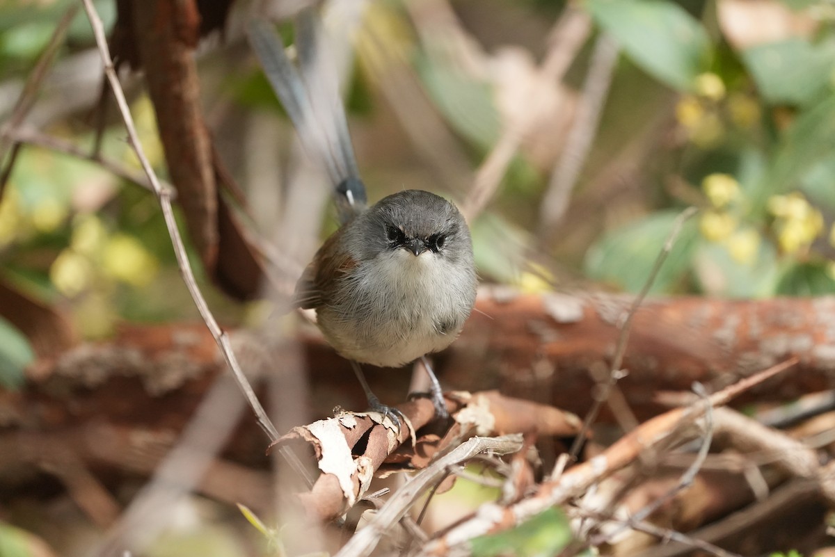 Red-winged Fairywren - ML643534828