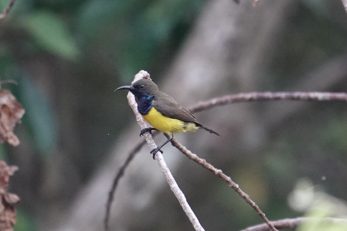 Tukangbesi Sunbird - ML643534829