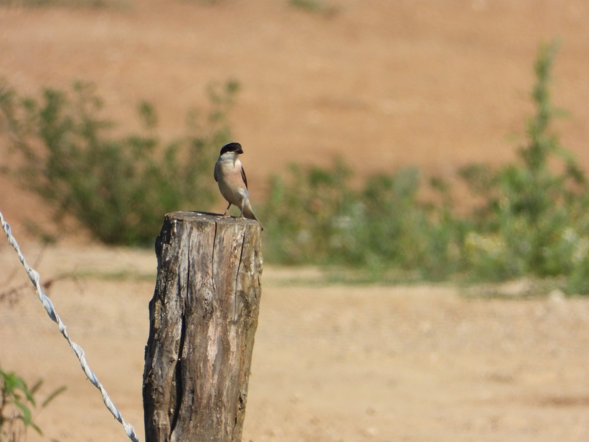 Lesser Gray Shrike - ML643534831