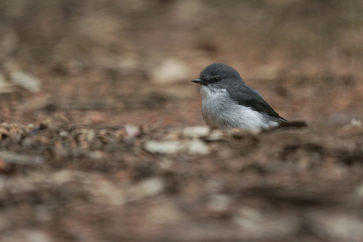 lejsčík západoaustralský - ML643534832