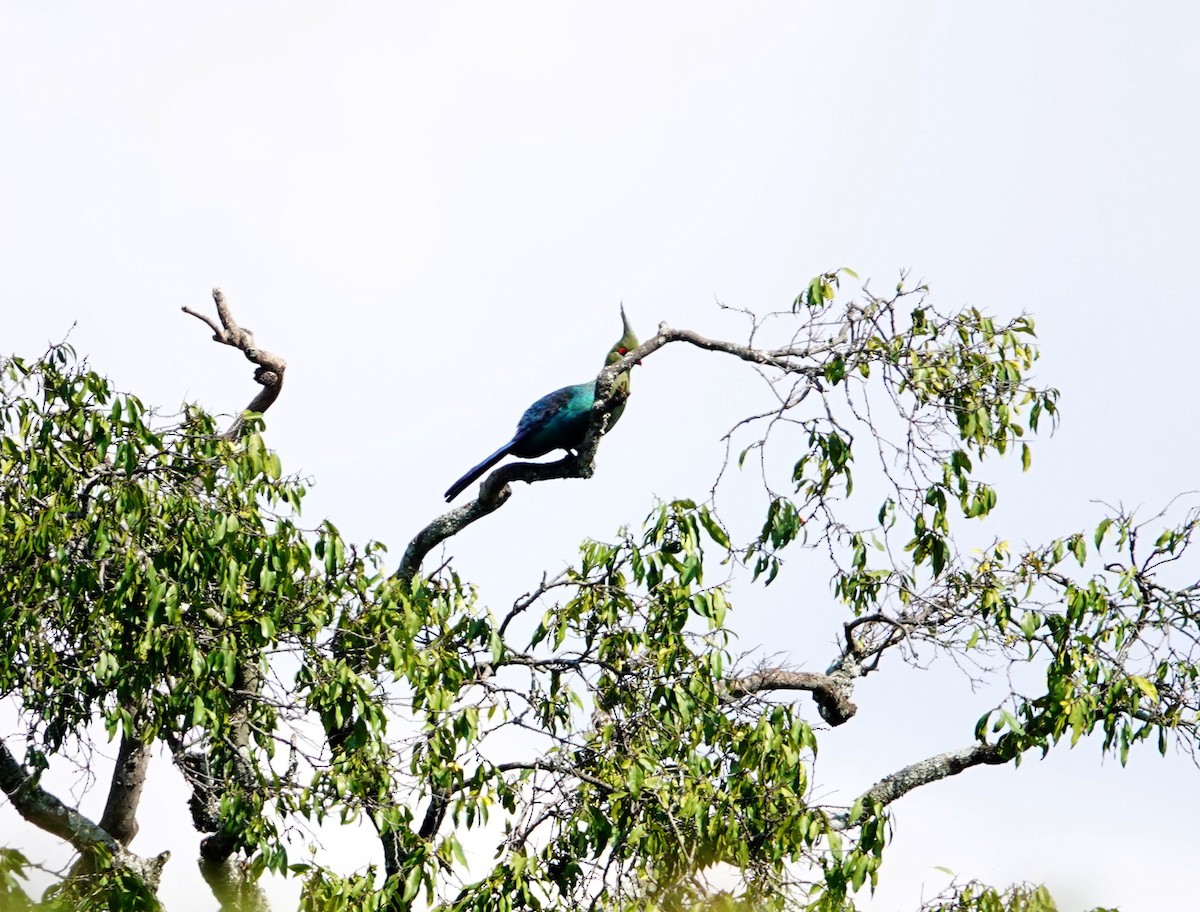 シャローエボシドリ - ML643534837