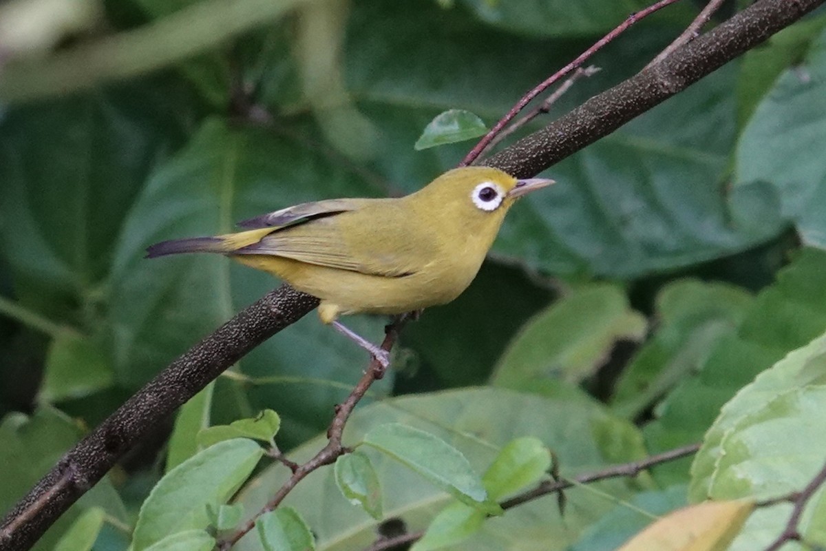 Anteojitos de Wakatobi - ML643534838