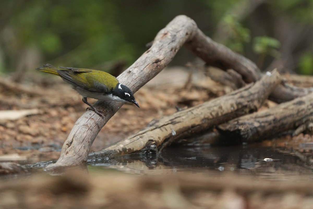 Gilbert's Honeyeater - ML643534841