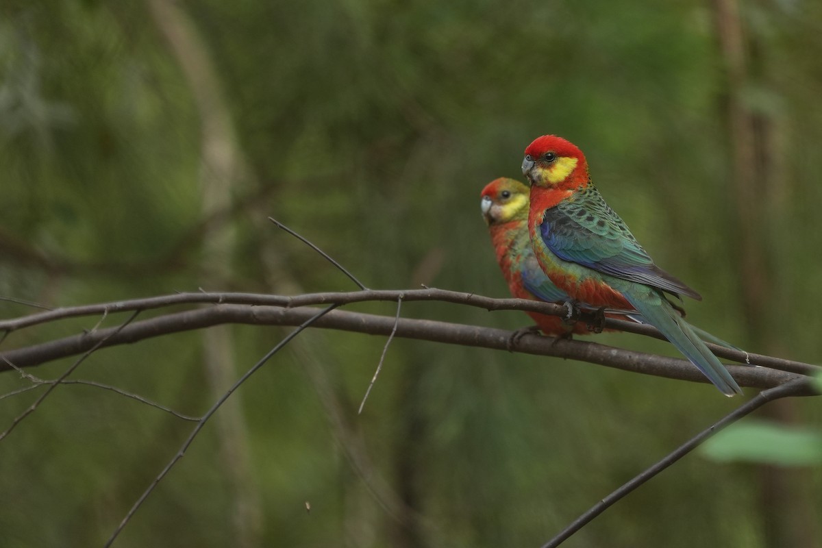 rosela žlutolící - ML643534858