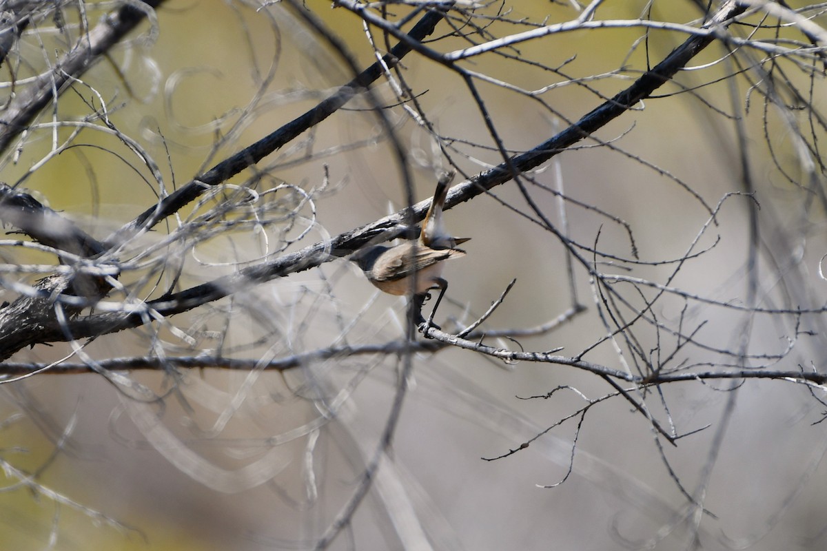 Inland Thornbill - ML643534893