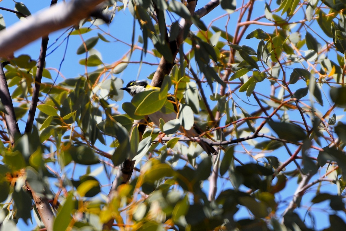 ノドグロハチマキミツスイ（laetior） - ML643534908