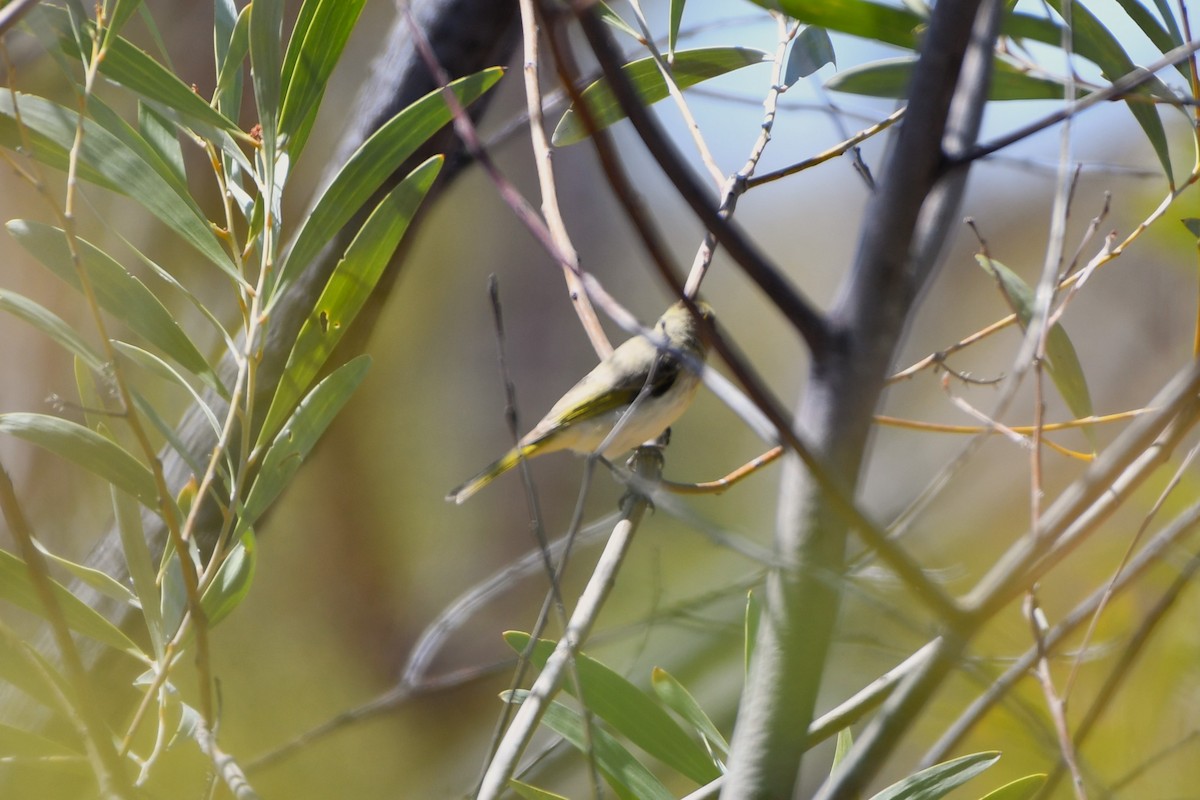 Rufous-throated Honeyeater - ML643534918