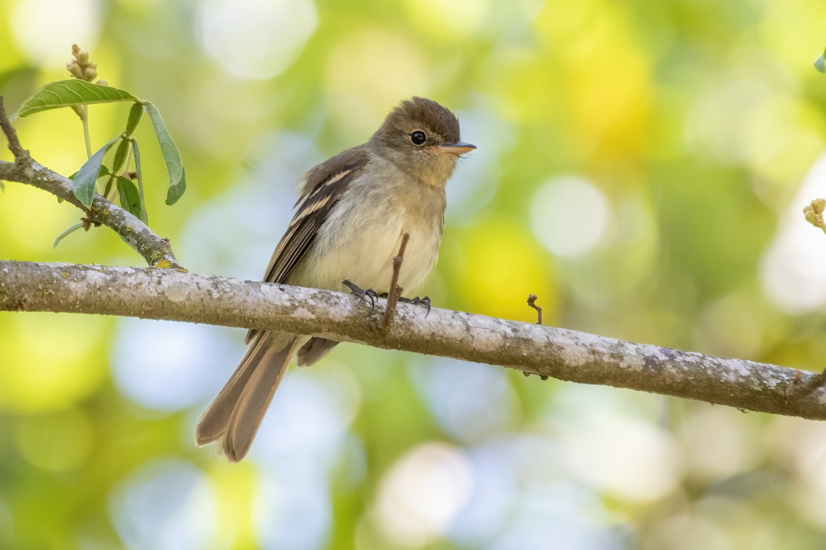 Euler's Flycatcher - ML643534926