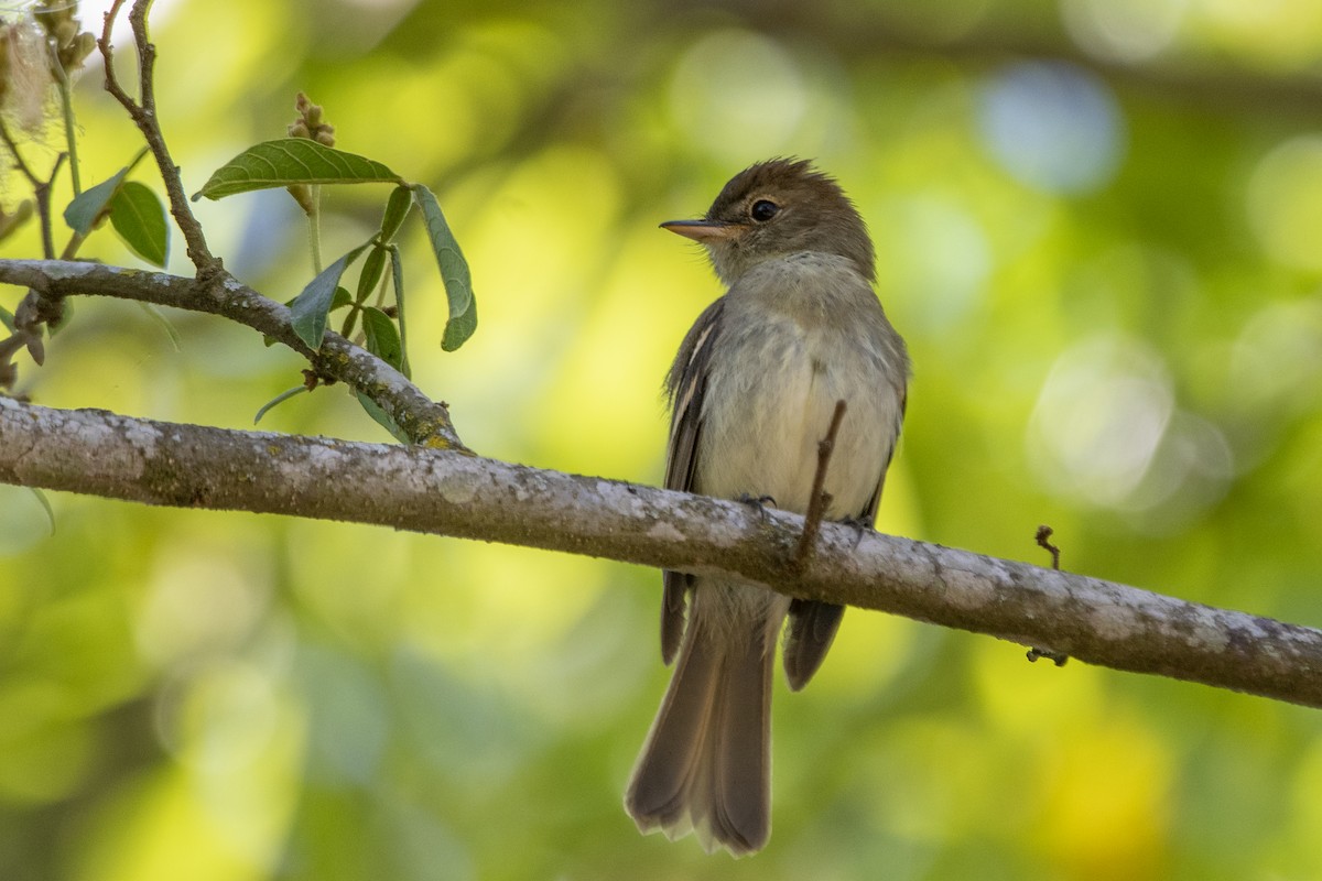 Euler's Flycatcher - ML643534927