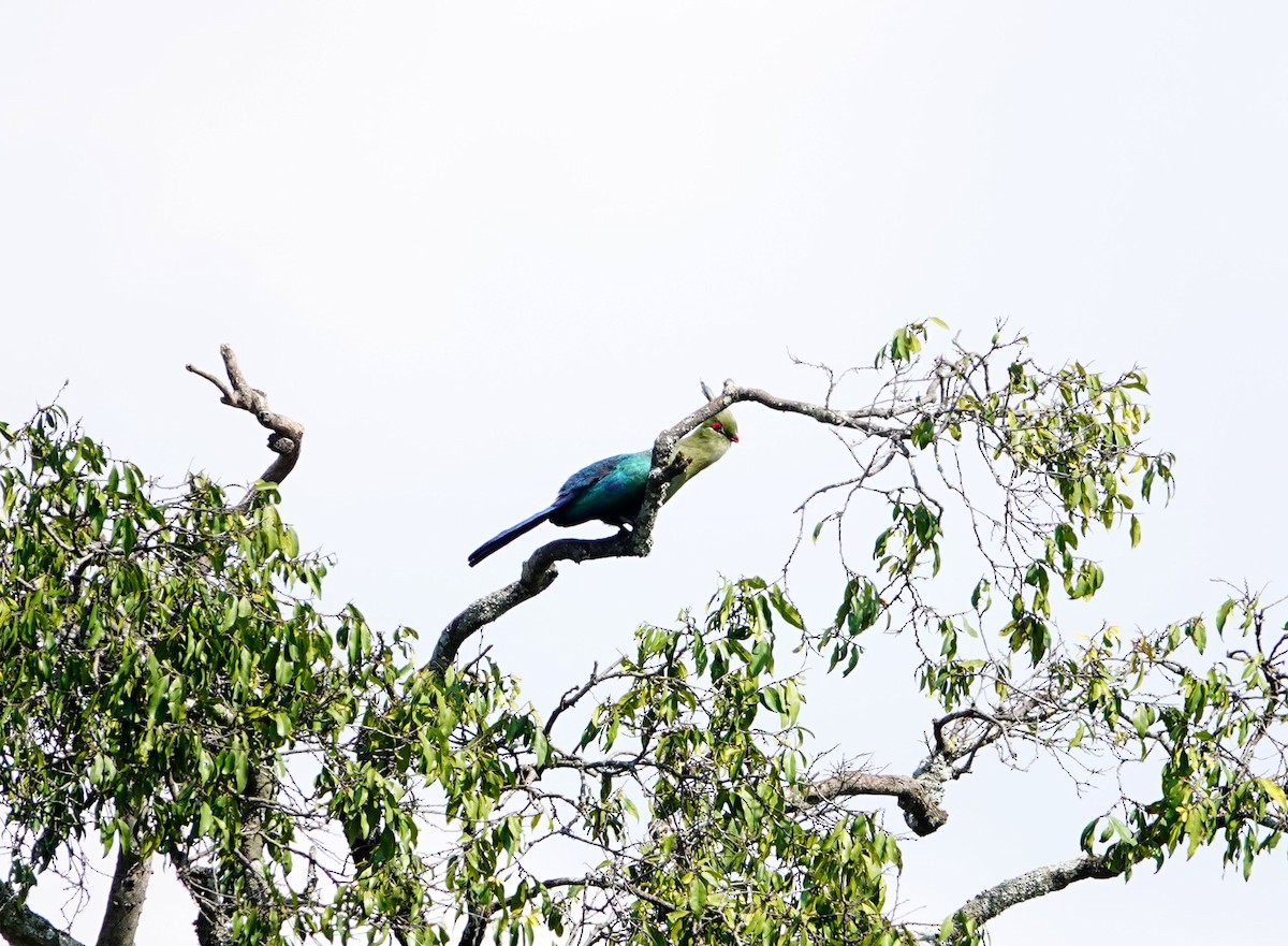 シャローエボシドリ - ML643534928