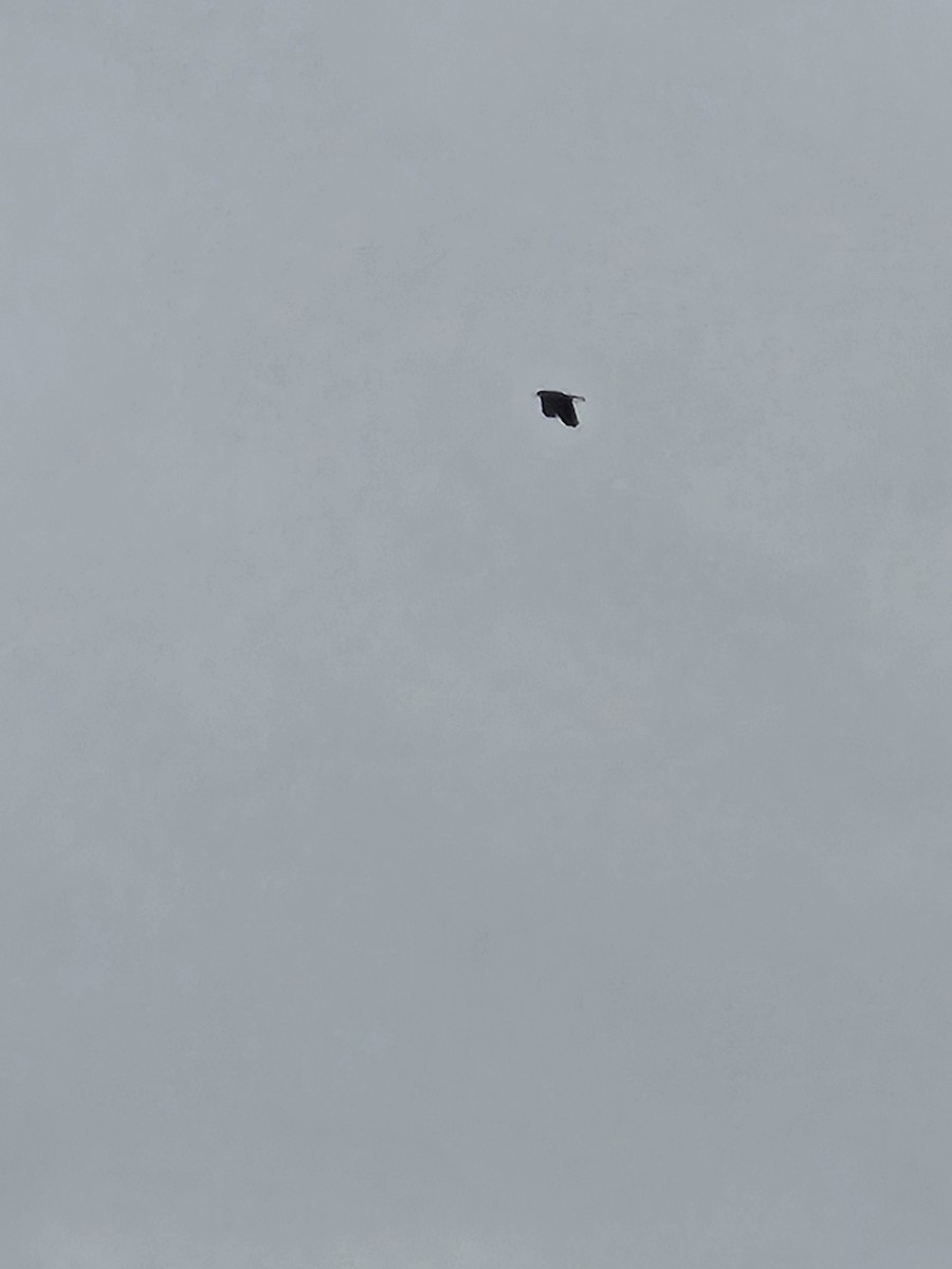 American Crow - ML643534936
