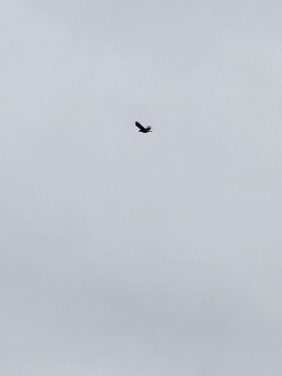 American Crow - ML643534937