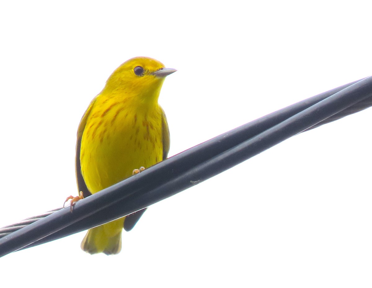 Yellow Warbler - ML643534947