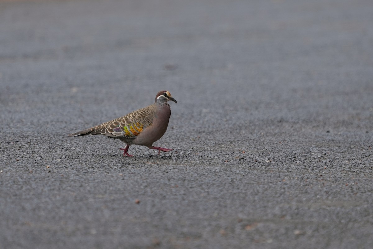 holub bronzovokřídlý - ML643534950