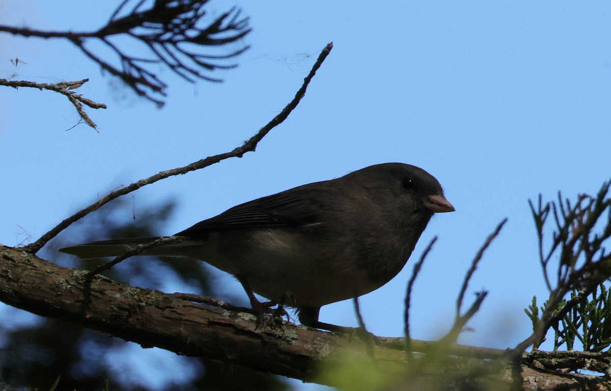 Dark-eyed Junco - ML643534964