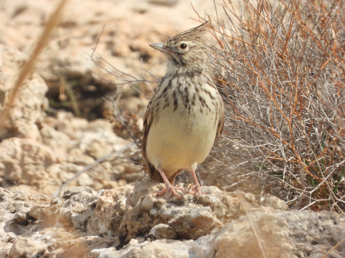Thekla's Lark - ML643534982