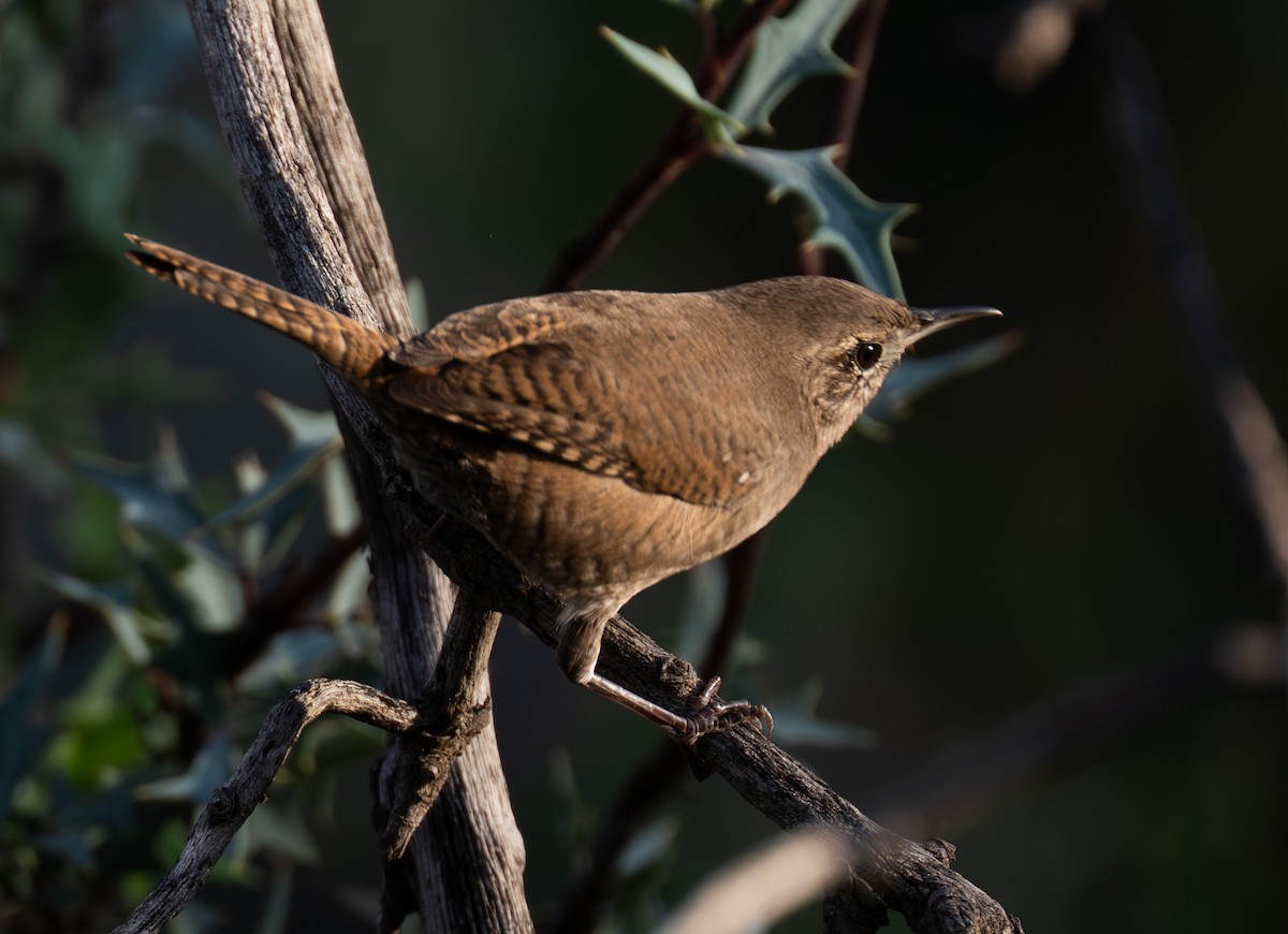 Northern House Wren - ML643534986
