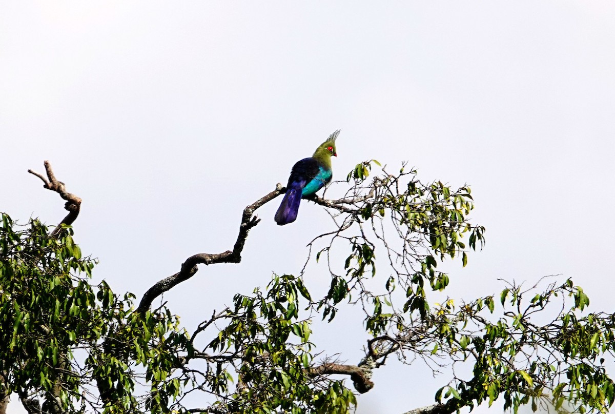 シャローエボシドリ - ML643534994