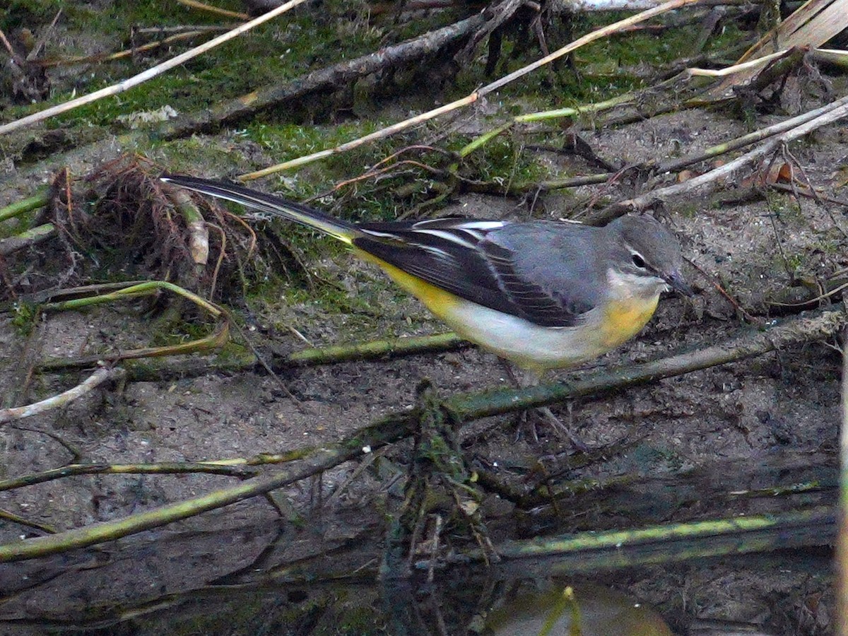 Gray Wagtail - ML643535000