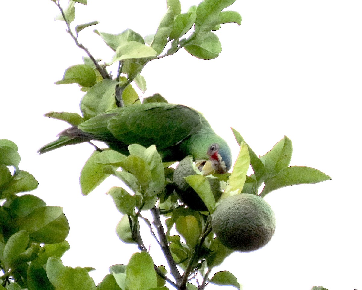 White-fronted Amazon - ML643535003