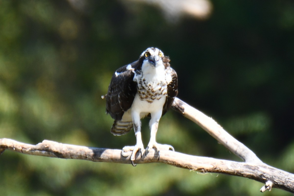 Osprey - ML643535004