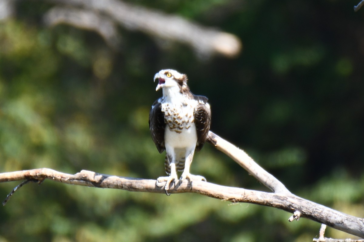 Osprey - ML643535005