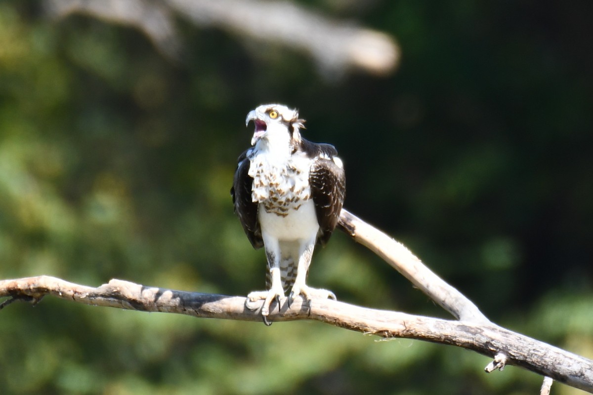 Osprey - ML643535007