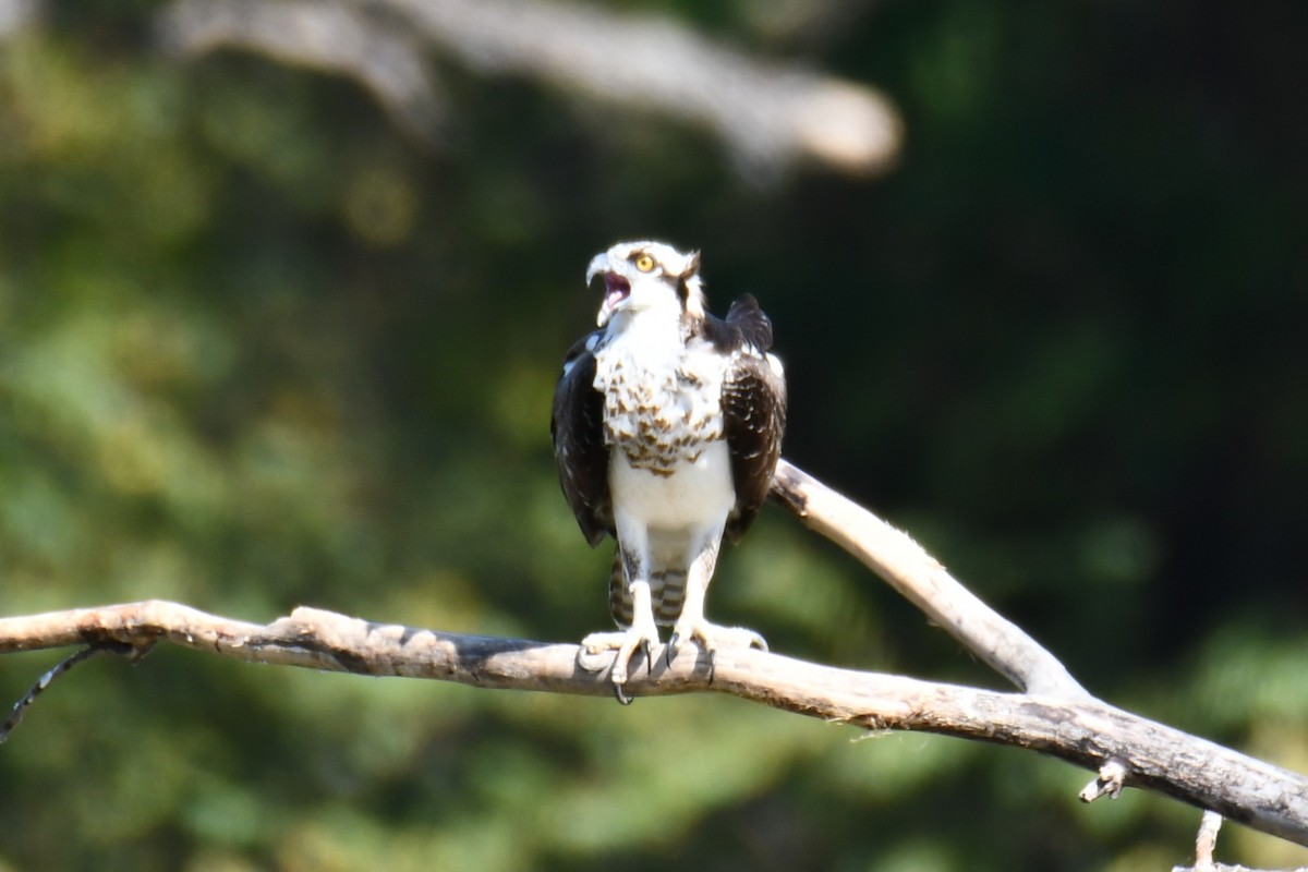 Osprey - ML643535008