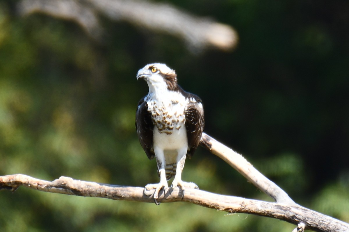 Osprey - ML643535010