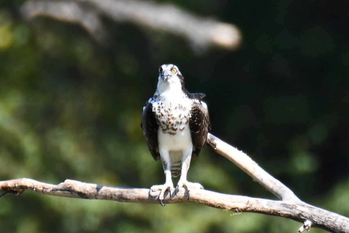 Osprey - ML643535011