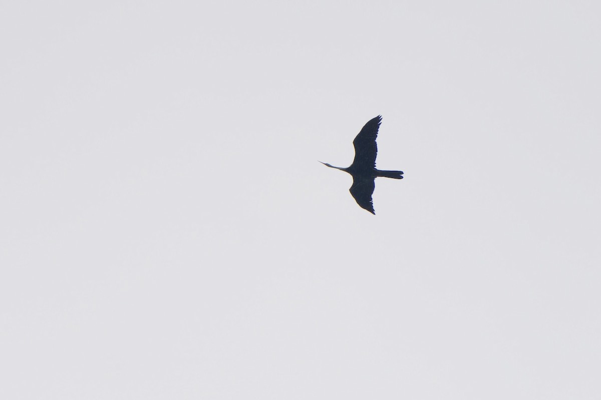 Oriental Darter - ML643535017