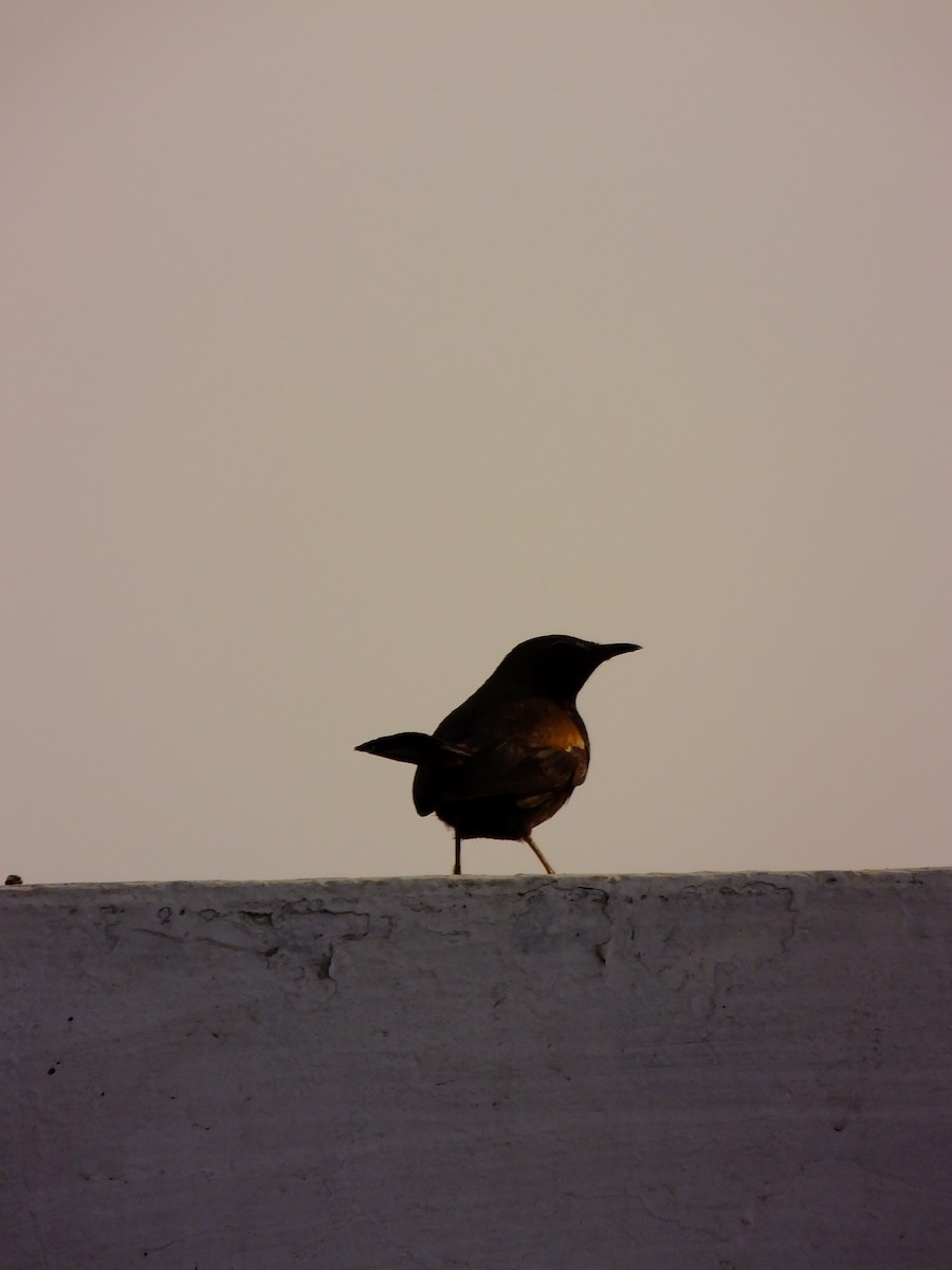 Indian Robin - ML643535019