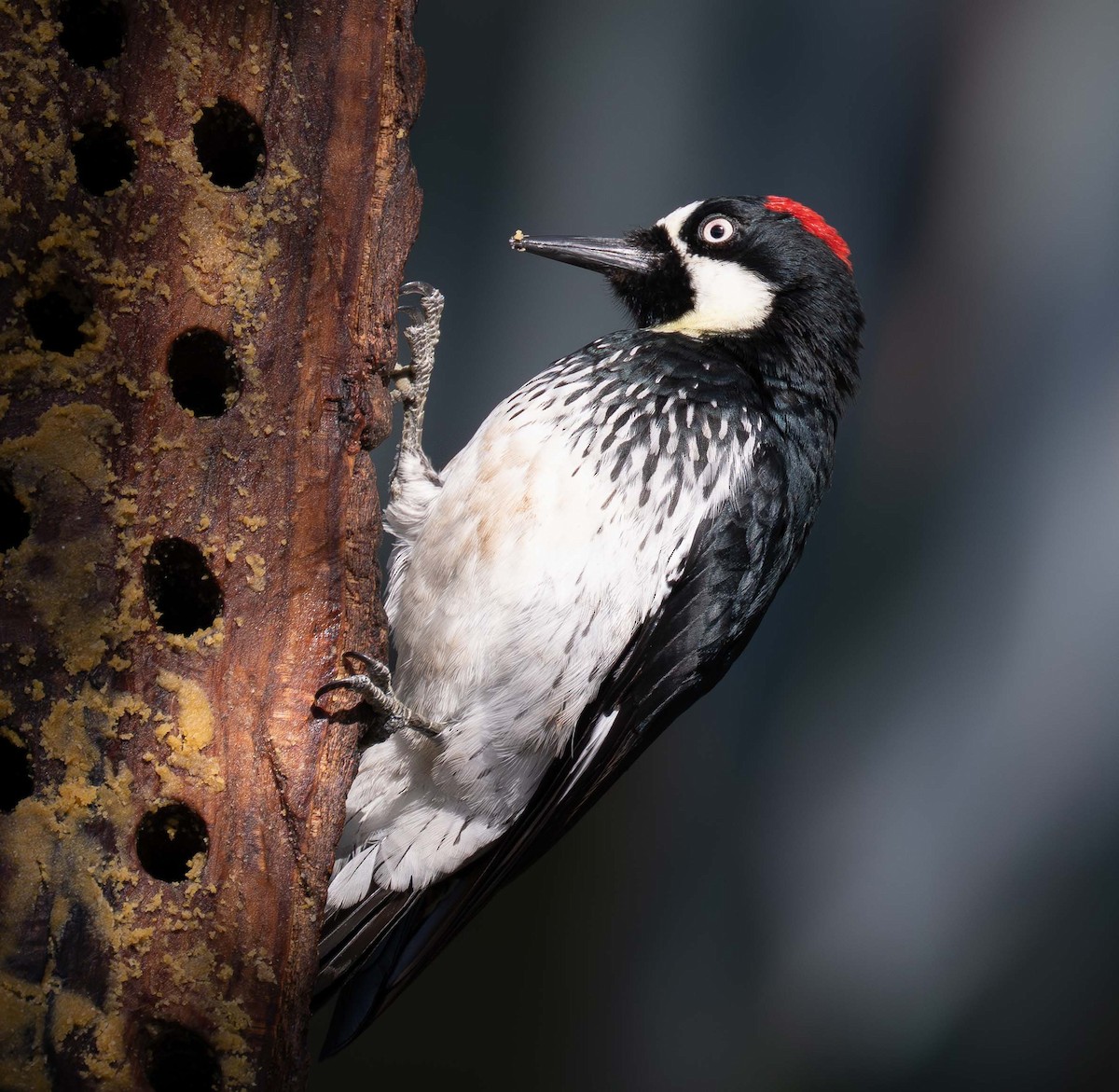 Acorn Woodpecker - ML643535021