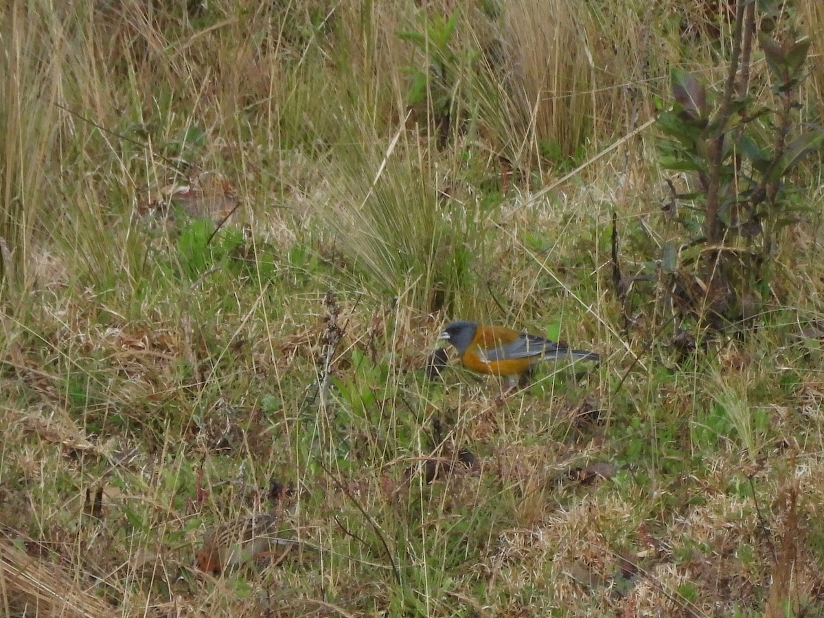 Peruvian Sierra Finch - ML643535022